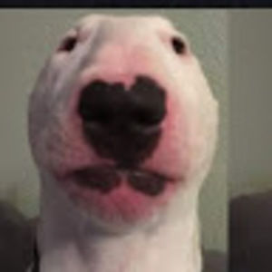 Meet your Posher, Angelice